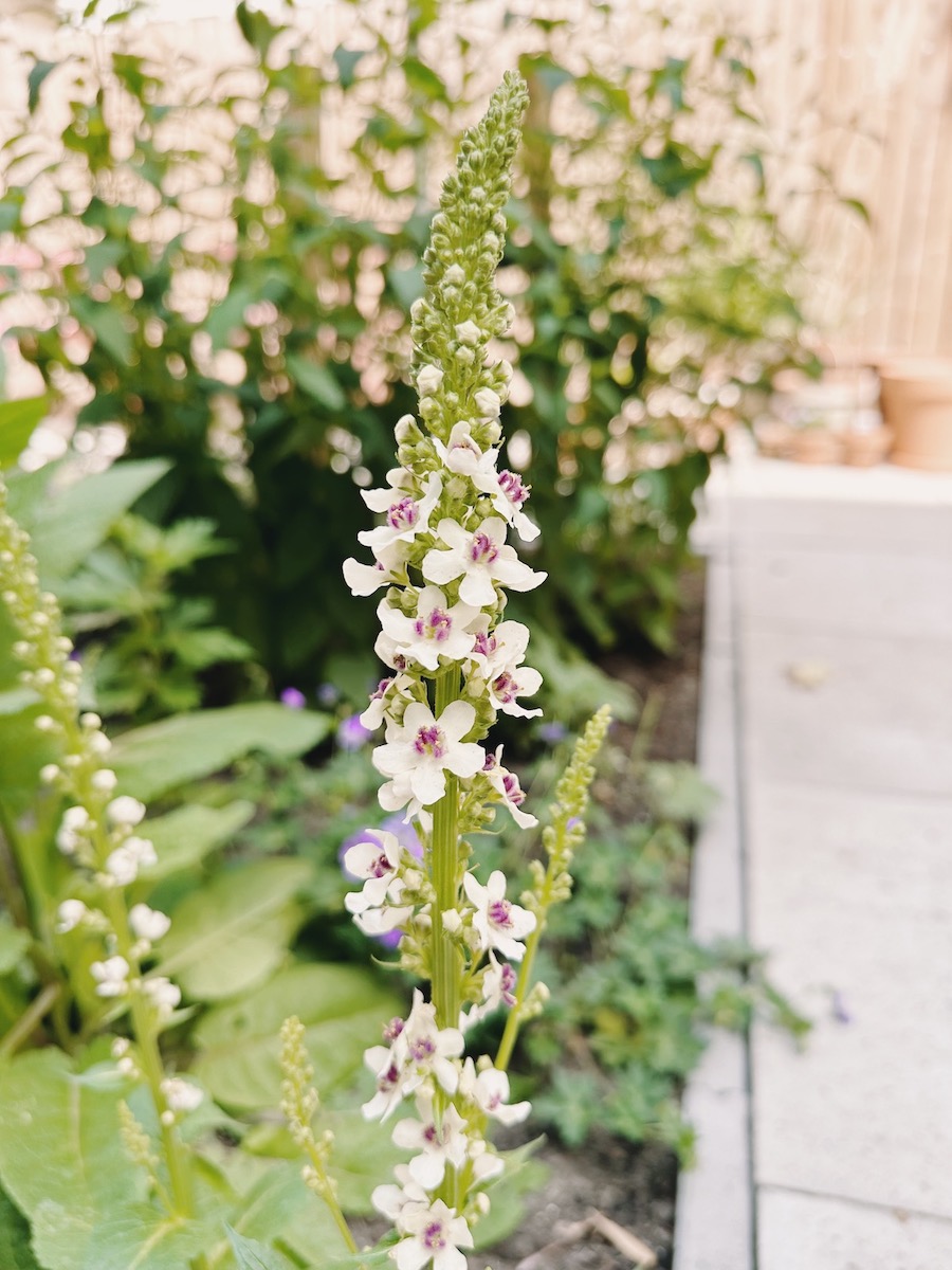 A flower blooming in my garden